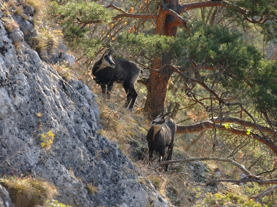 Rupicapra