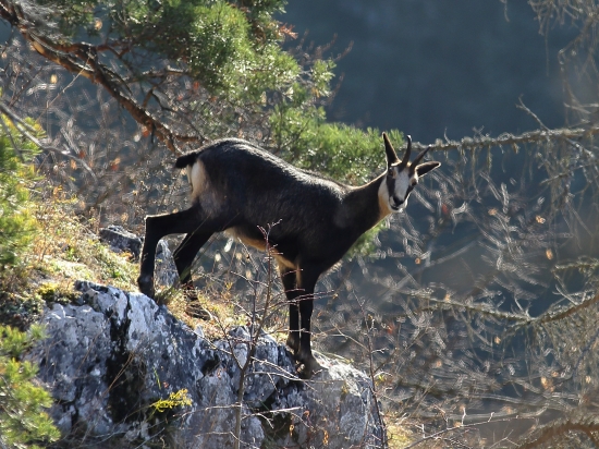Rupicapra