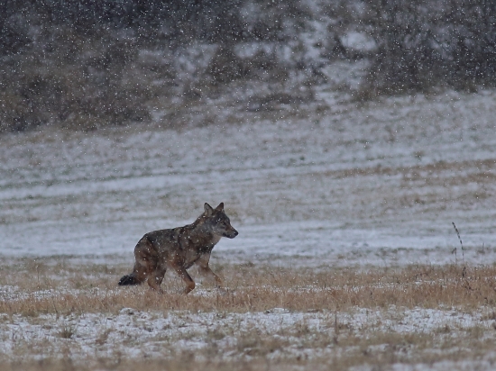 Canis lupus