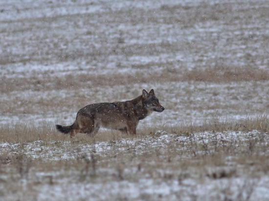 Canis lupus