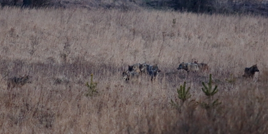 Canis lupus - 9 ks