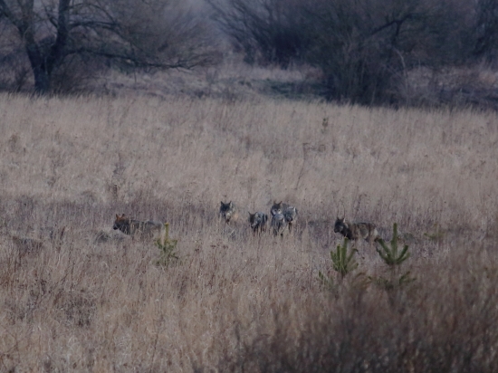 Canis lupus