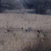 Canis lupus