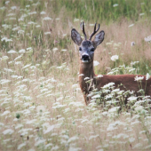 Spomienka na prvého privábeného.