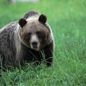 Ako by Poľana obrov nemala !