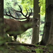 Z tohtoročnej ruje.