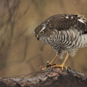 Jastrab krahulec, samička po obede.