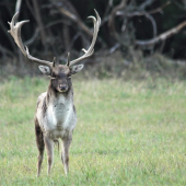 Spomienka na rochačku.