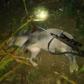 Diviacik- lanstiak z kukurice