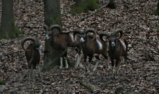 krasavci
