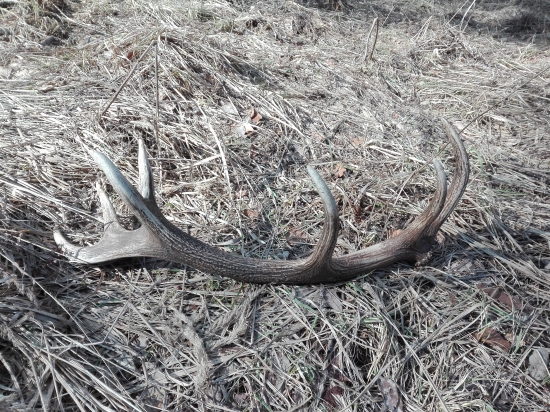 Jeden z tých lepších