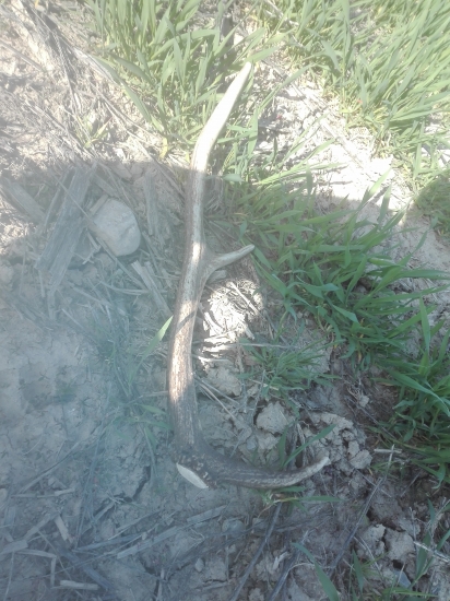 jeden z tých menších