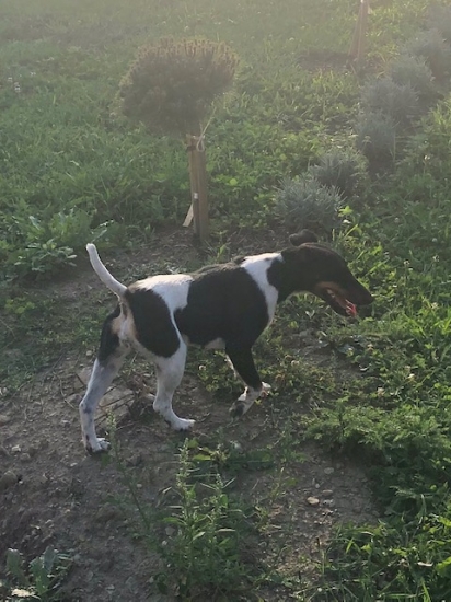 Foxterrier hladkosrstý