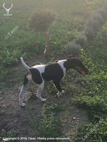 Foxterrier hladkosrstý