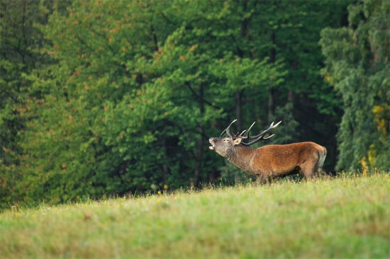 Cervus elaphus