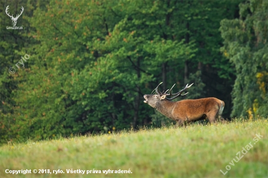 Cervus elaphus