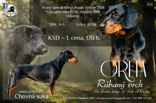 Nová sučka v chove - slovenský kopov - ORETA Rúbaný vrch