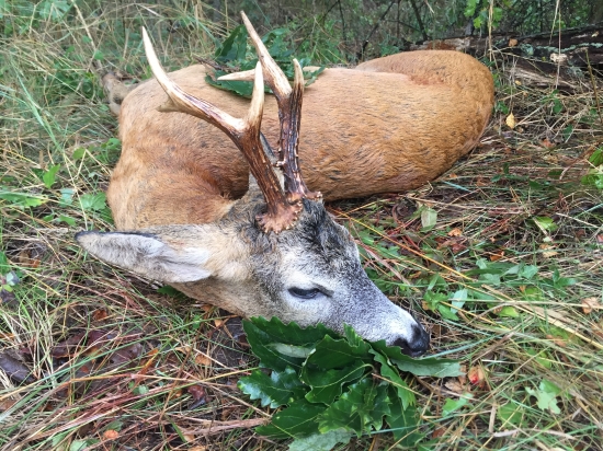 Môj srnec zo srnčej ruje 2018
