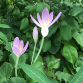 Prvé tohtoročné jesienky