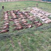 Štefanská spoločná