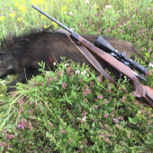 Diviačik z dnešného rána