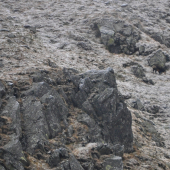 Kamzik Alpsky