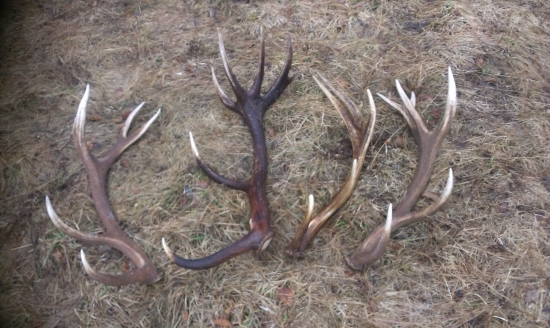 Keď sa darí tak sa darí.