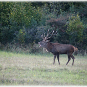 keď sa kopček postavil