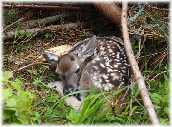 bambi