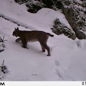 Lynx Lynx