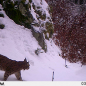 Lynx Lynx