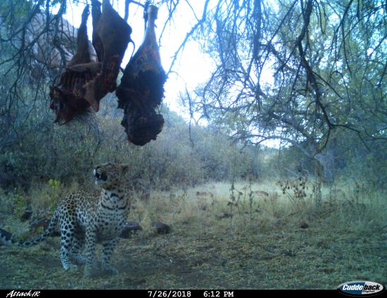 jednu minutu pred ulovením fotene fotopascou