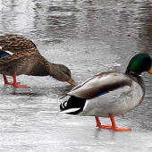 už má nevěstu