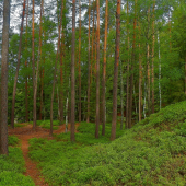 Jarní les