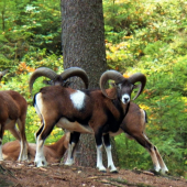 Mufloni
