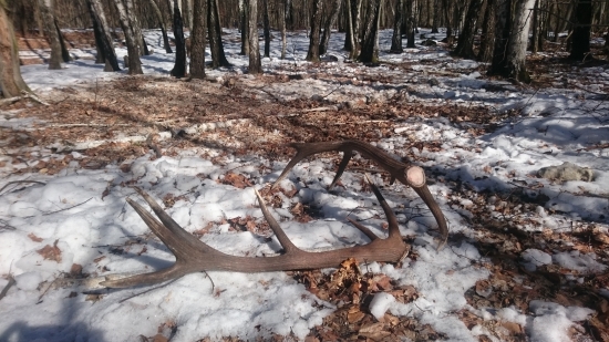 Poďakovanie za prikrmovanie