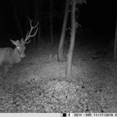 Bitkár a zároveň raritka