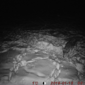 Vlk, škoda že zas len v noci...