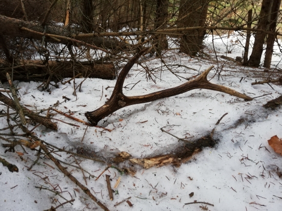 Na diviacom chodníku