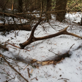 Na diviacom chodníku