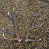 4,5/2019  krasny pocit