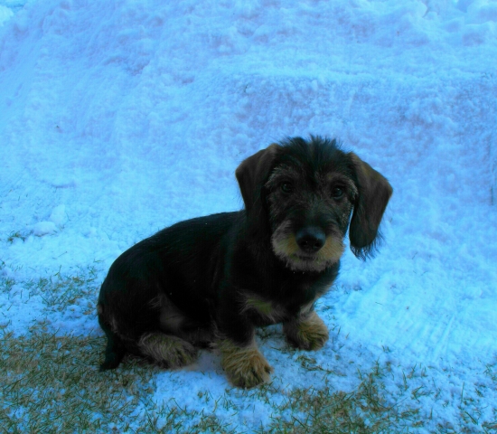 Cordy  moj novy spoločnik.