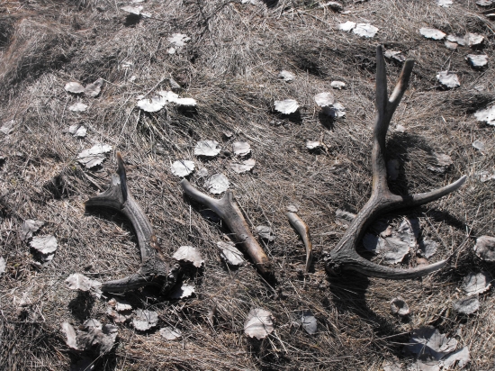 Jeden bol cely a druhy bol zmulčovany.