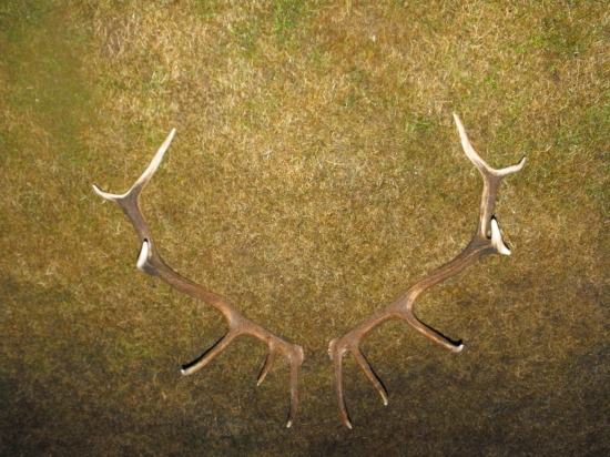 Nepravidelný 14-torak.