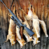 4 včely = 4 líšky