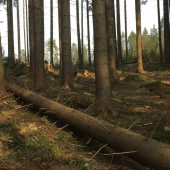 Keď si píliš pod dozorom vĺčka