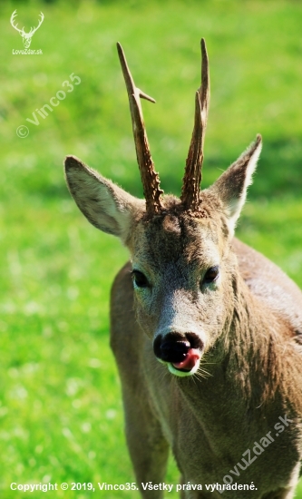 Vytlčený