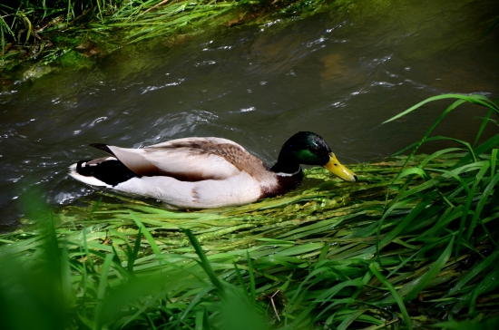 Káčer