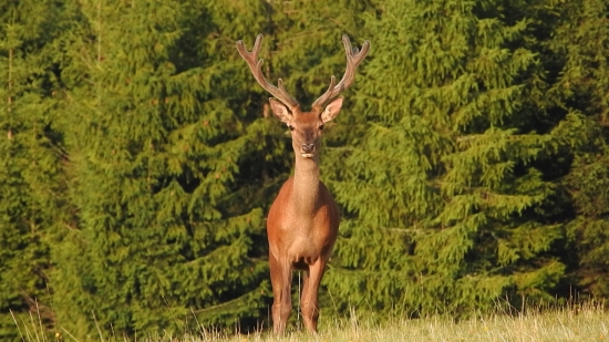 šuhajko