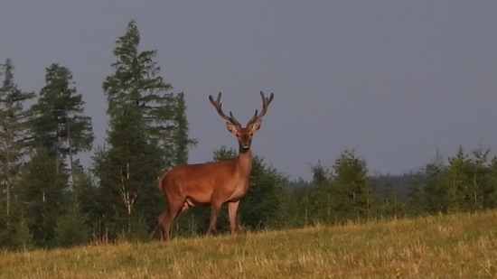 mladňak